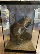 Taxidermy: 19th cent. Grey Squirrel mounted on a branch in glazed, ebonised box.