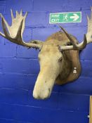 Taxidermy: Late 19th/early 20th cent. Male moose mounted on oak back board.