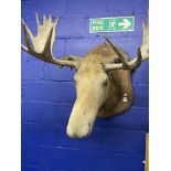 Taxidermy: Late 19th/early 20th cent. Male moose mounted on oak back board.