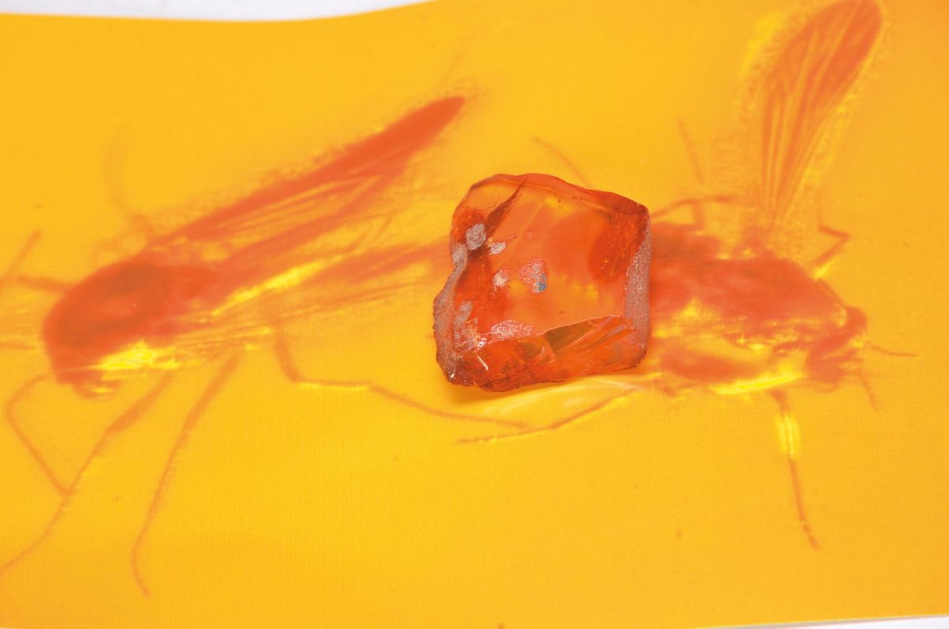 Baltischer Bernstein mit Zuckmücken- Liebespärchen, ca. 49 Millionen Jahre alt, klarer großer Stein,