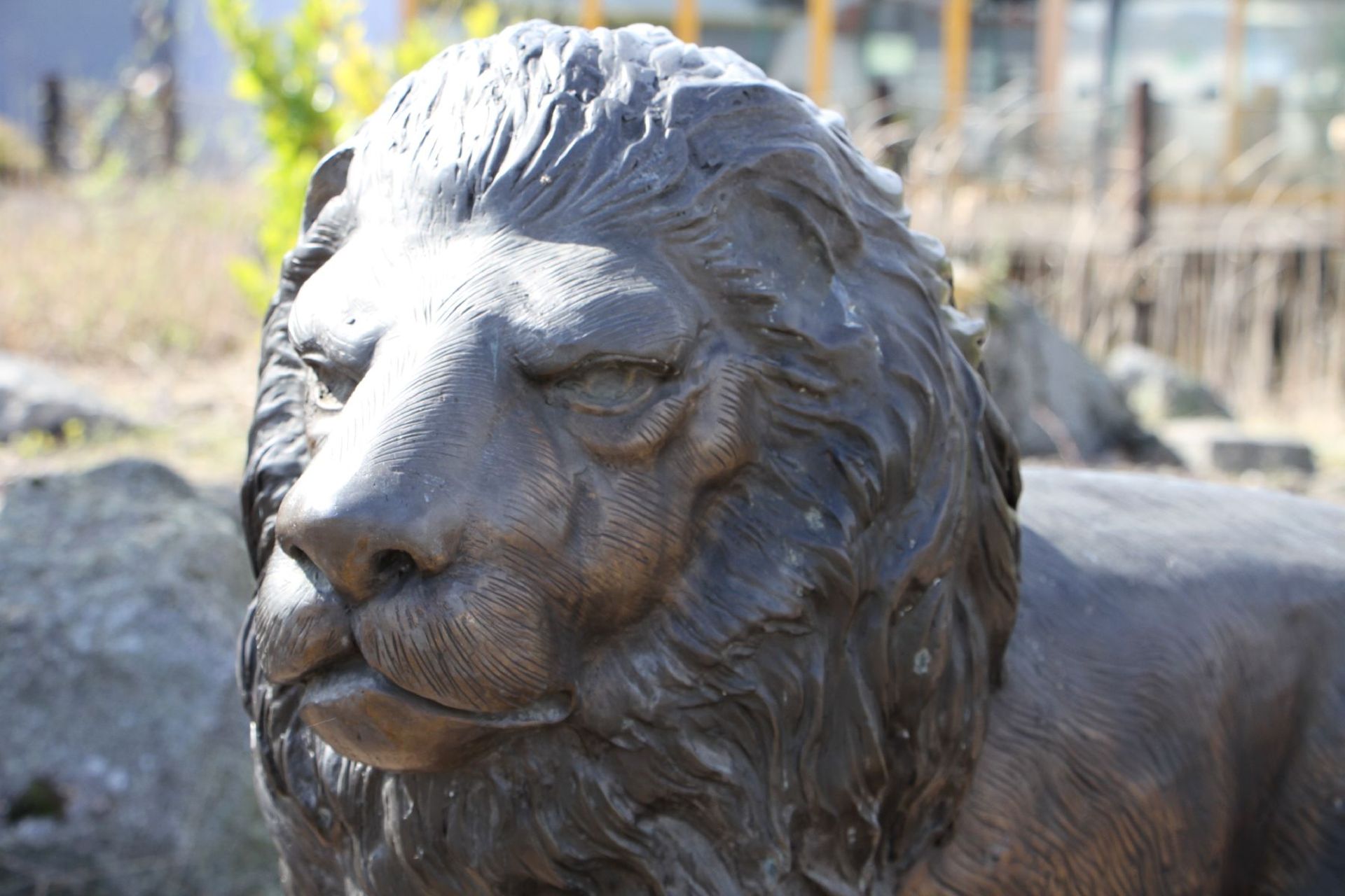 Lion, bronze, dark brown and golden brown patinated, in attentively tensed posture, detailed vivid - Bild 2 aus 3