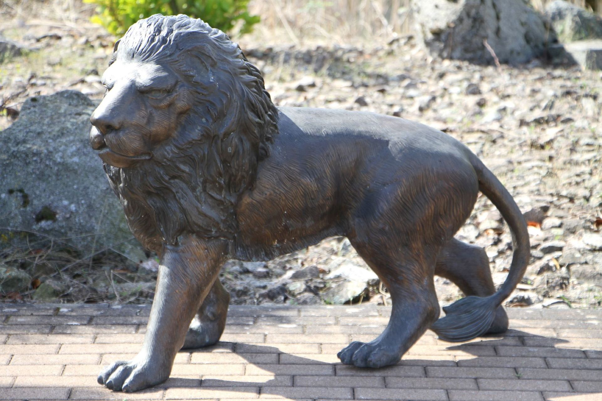 Lion, bronze, dark brown and golden brown patinated, in attentively tensed posture, detailed vivid