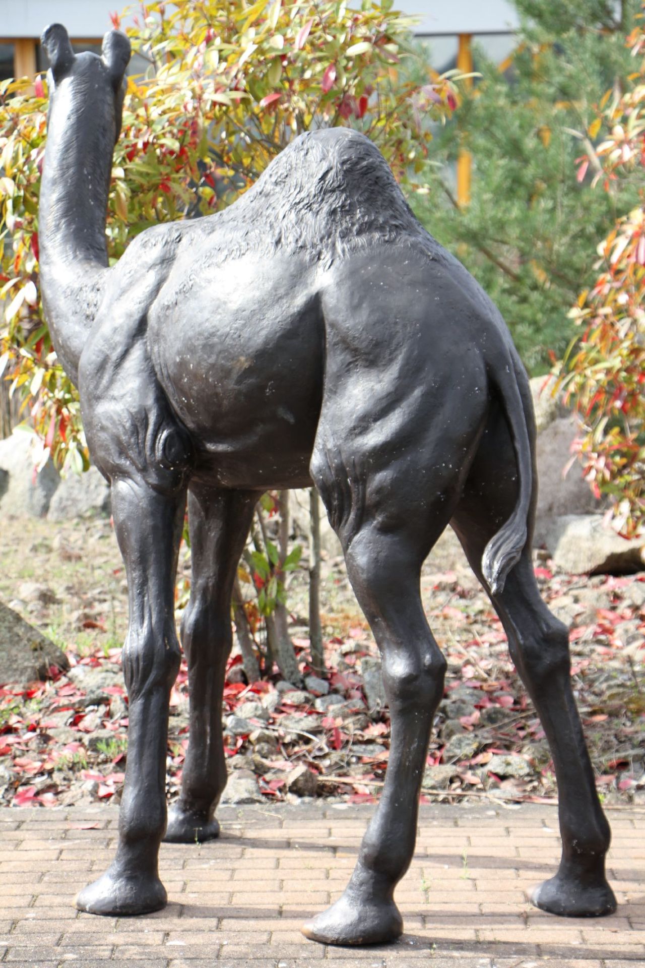 Dromedary, bronze, patinated brown, realistic appearance, heavy quality, oriented to the right, good - Bild 2 aus 3