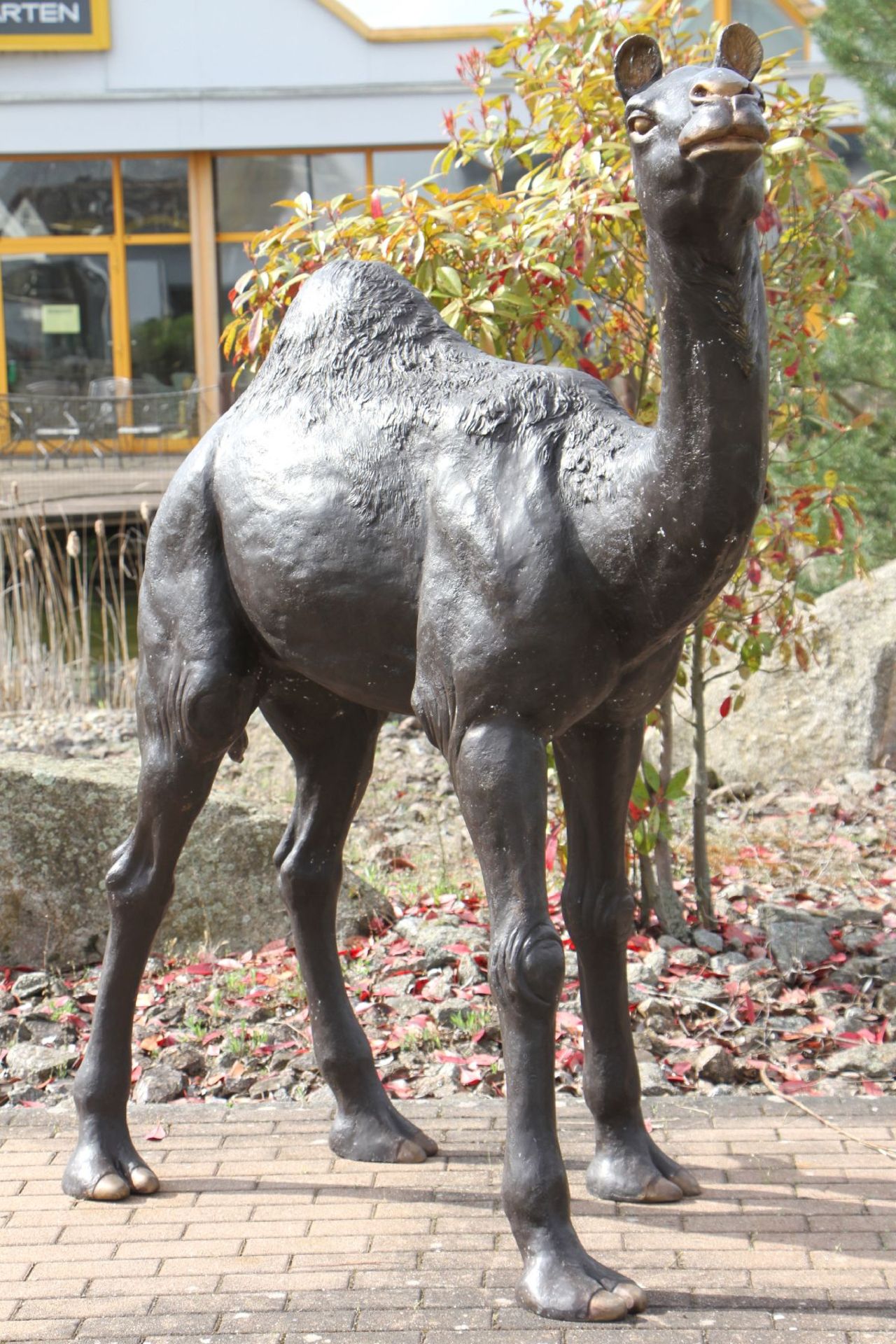 Dromedary, bronze, patinated brown, realistic appearance, heavy quality, oriented to the right, good