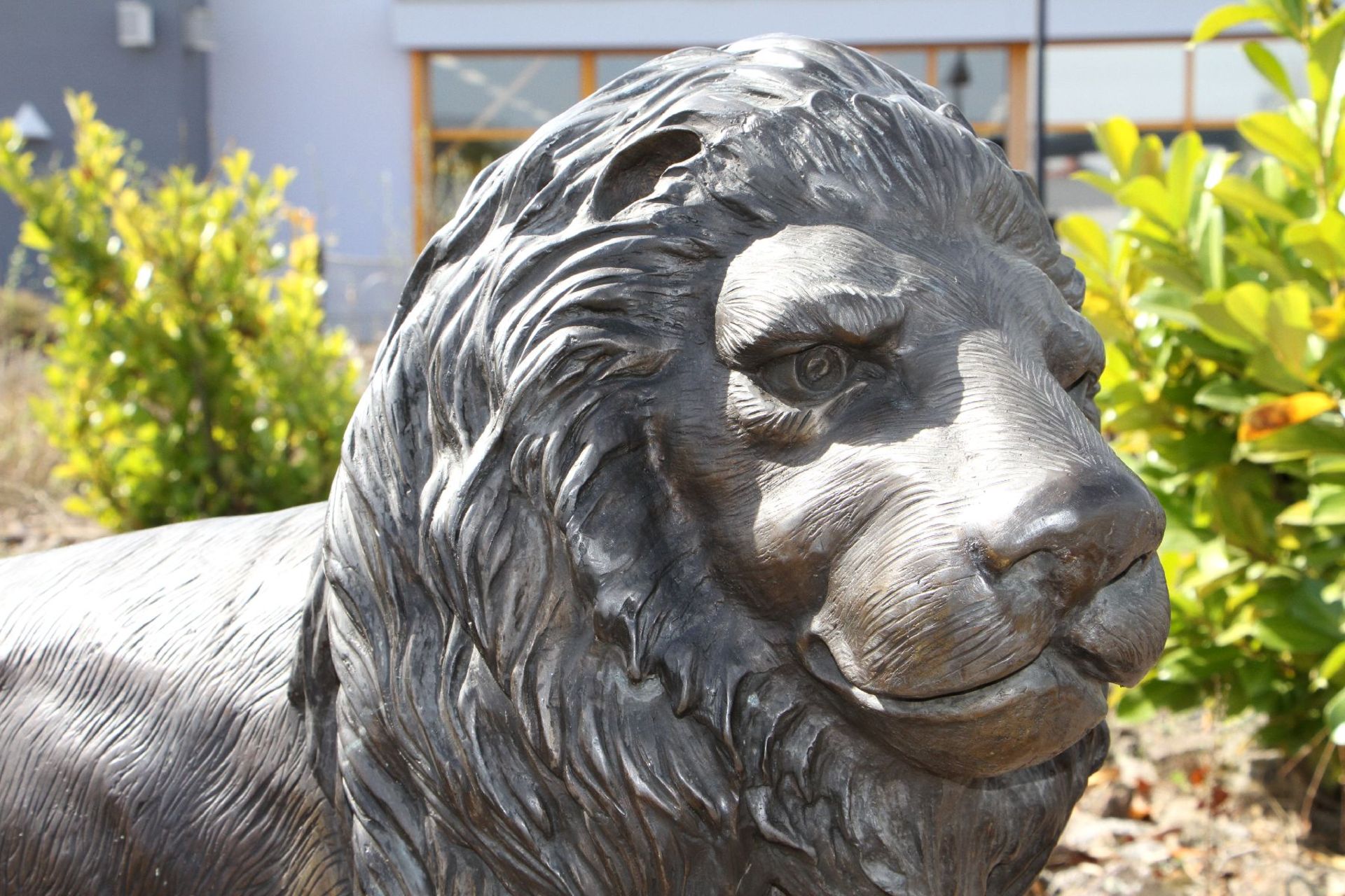 Lion, bronze, dark brown and golden brown patinated, in attentively tensed posture, detailed vivid - Bild 2 aus 3