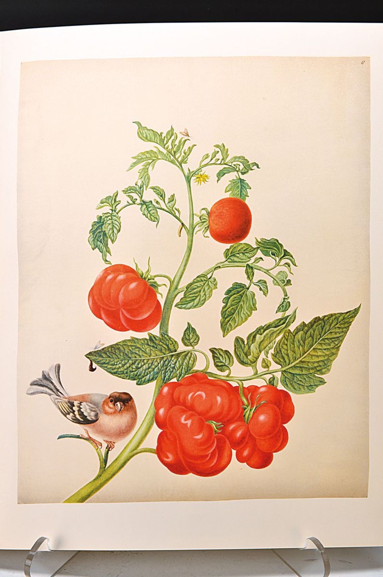 Maria Sybilla Merian: Leningrader Aquarelle, Verlag Bucher 1974, Hrsg: Ernst Ullmann Leipzig, limit.