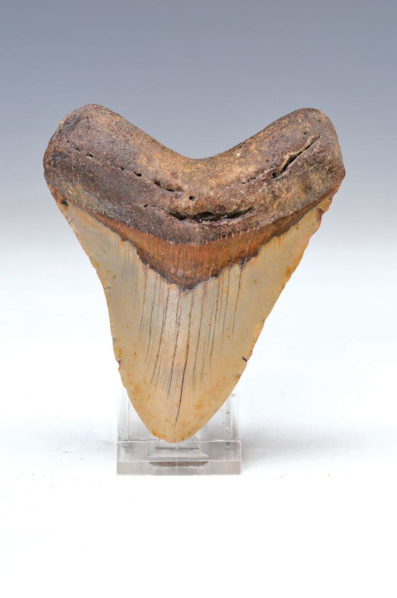 Mächtiger Zahn eines gigantischen Megalodon- Hais von der Küste South Carolina, Florida, ca. 2-24
