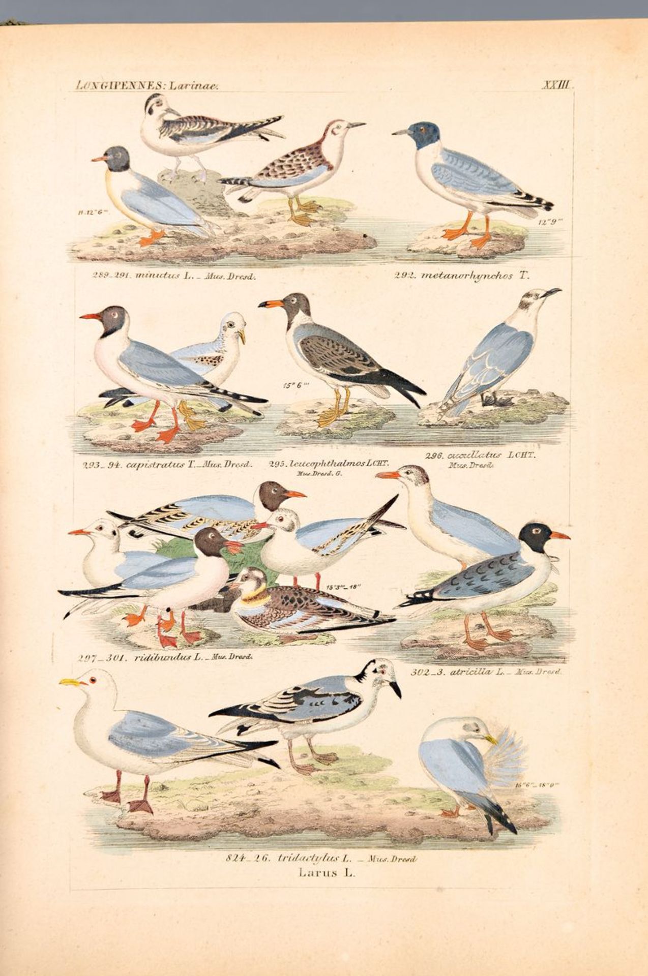 A.B. Reichenbach, Icones A Synopsin Avium, Vogeldarstellungen, 675 handkolorierte Illustrationen,
