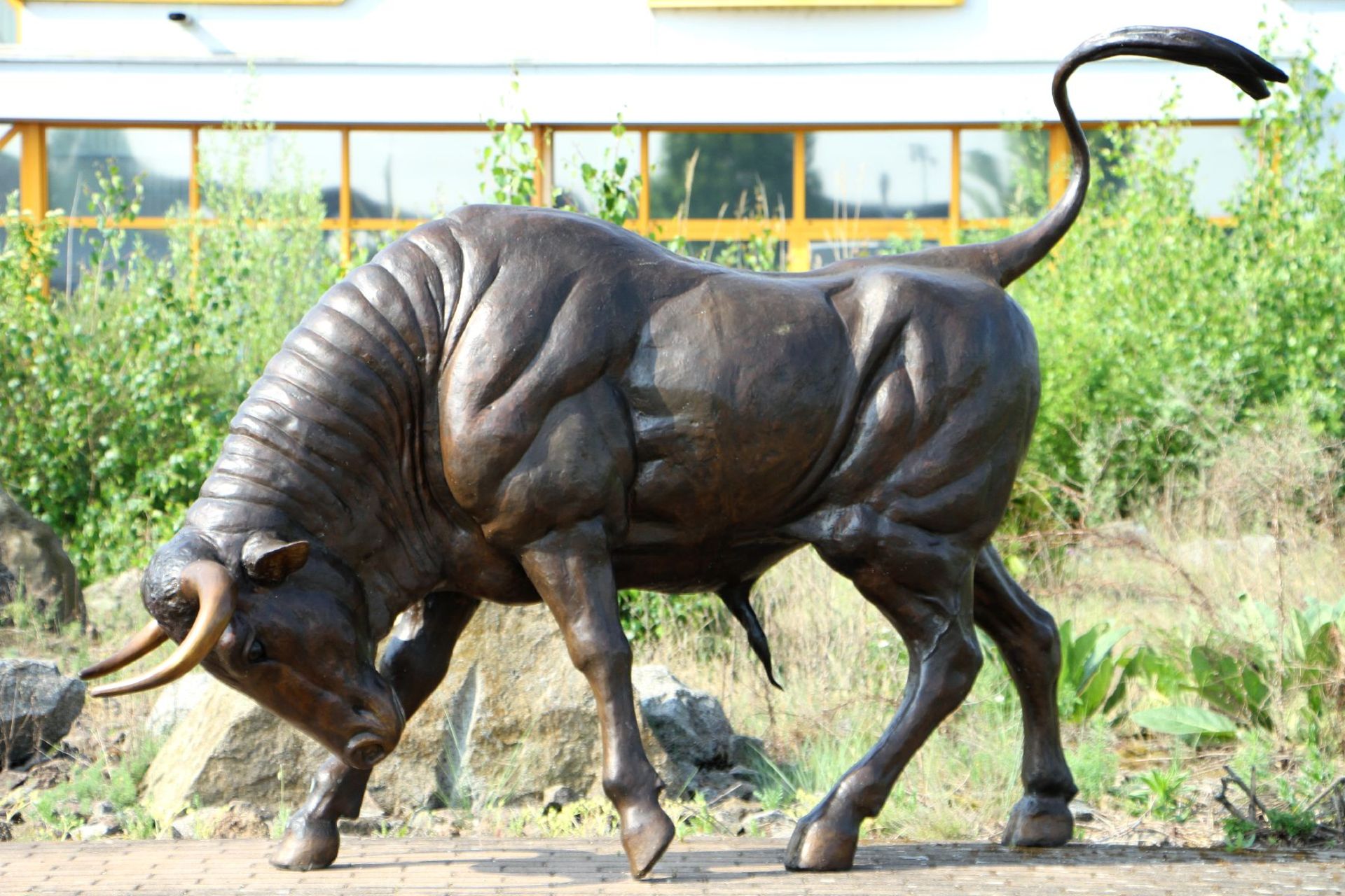 Stier in Angriffsstellung, Bronze, braun patiniert, Hörner u. Hufe teils goldbraun abgesetzt,