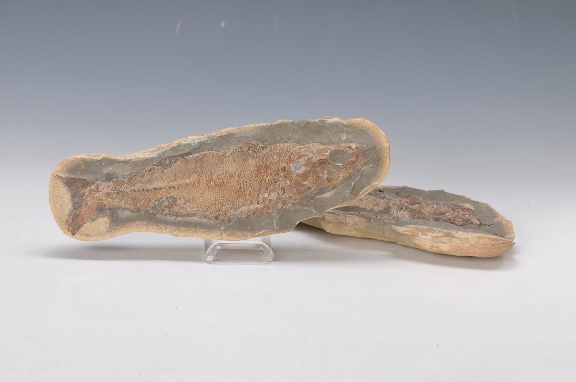 Knochenfisch, Brasilien, ca. 100 Millionen Jahre alt, sehr gute Erhaltung des Rückgrats und der