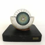 Anatomisches Modell - Auge - Bock Steger