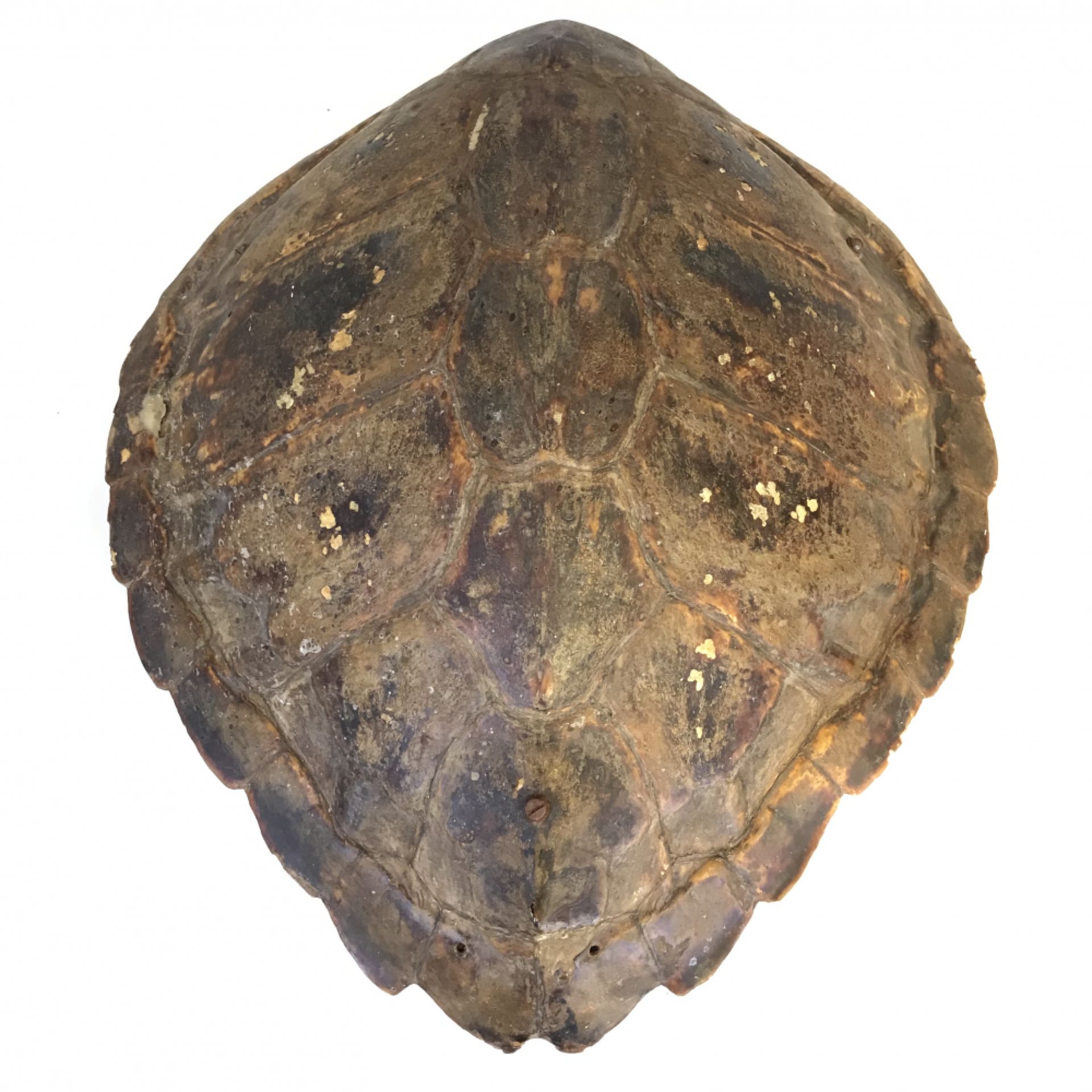 Lampe aus einer Meeresschildkrötenpanzer