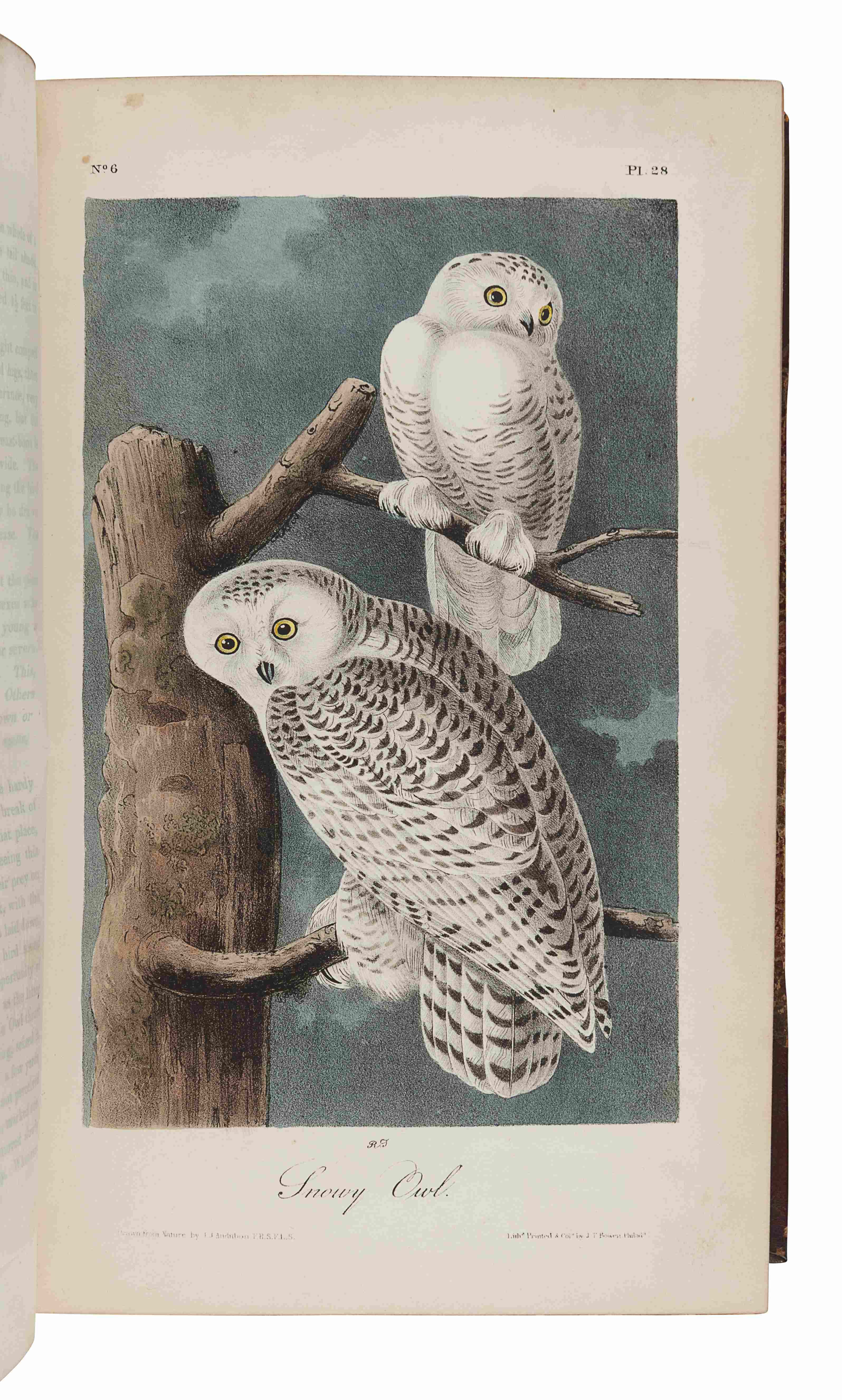AUDUBON, John James (1785-1851). The Birds of America, from Drawings Made in the United States and t - Image 3 of 7
