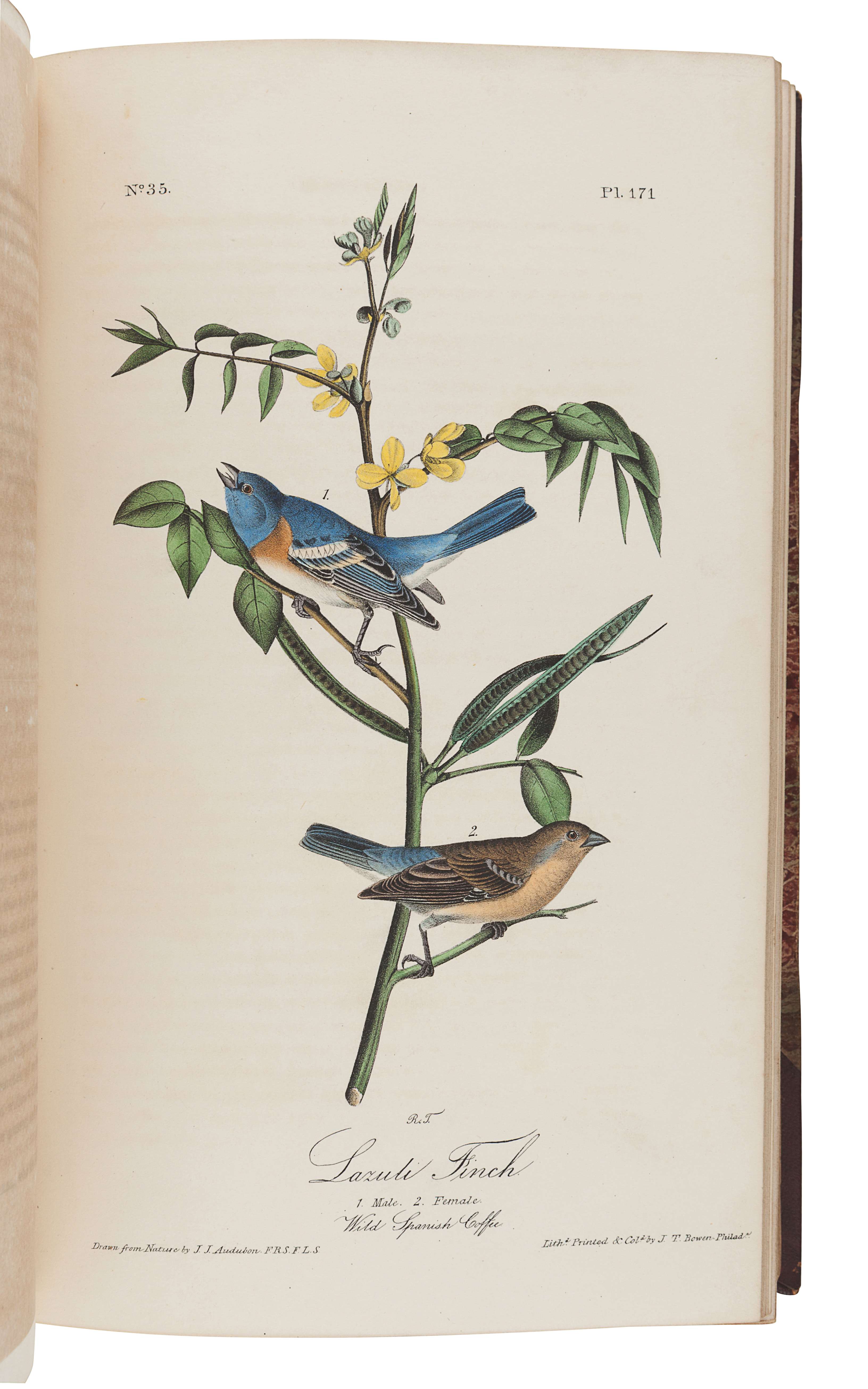 AUDUBON, John James (1785-1851). The Birds of America, from Drawings Made in the United States and t - Image 5 of 7