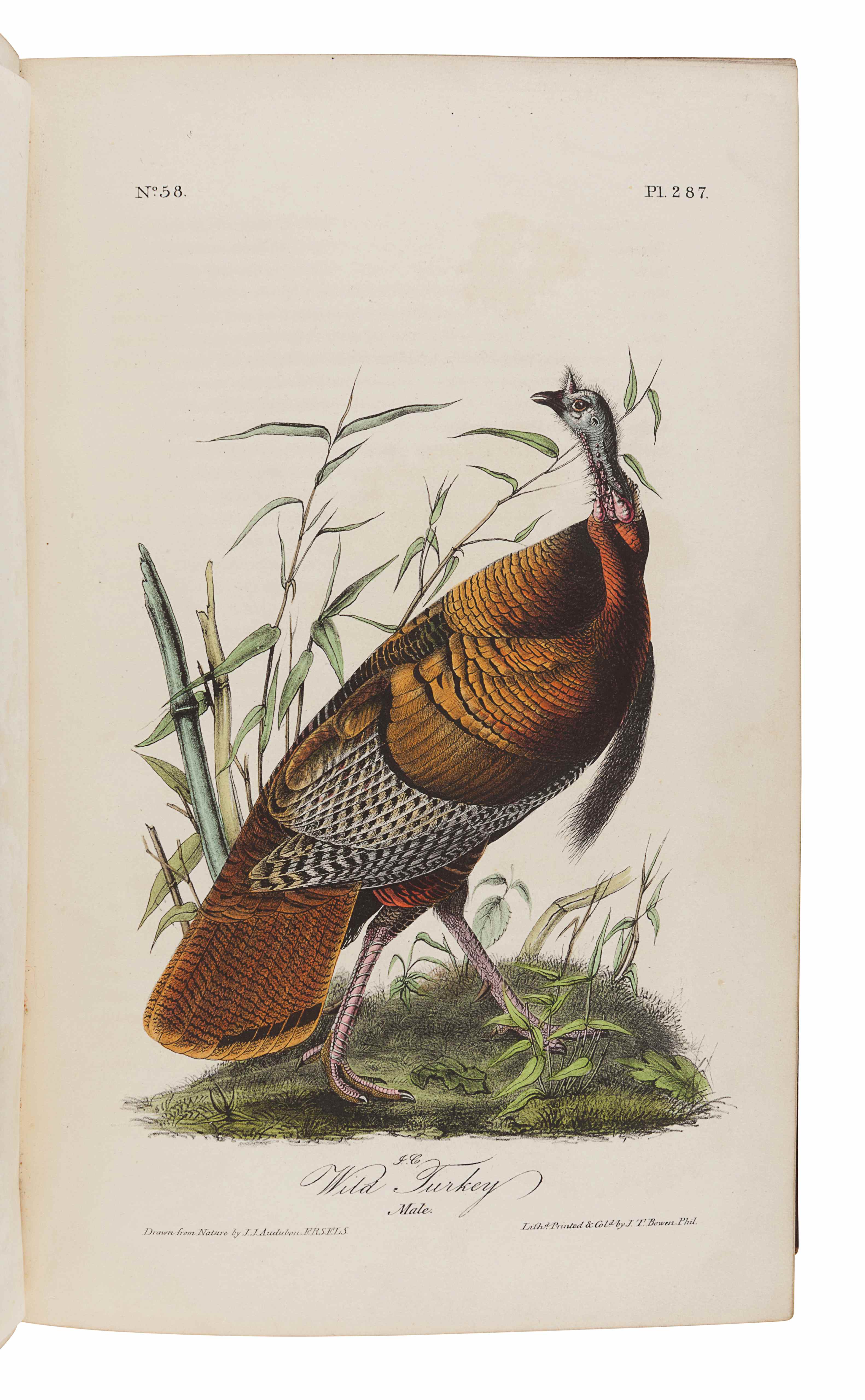 AUDUBON, John James (1785-1851). The Birds of America, from Drawings Made in the United States and t
