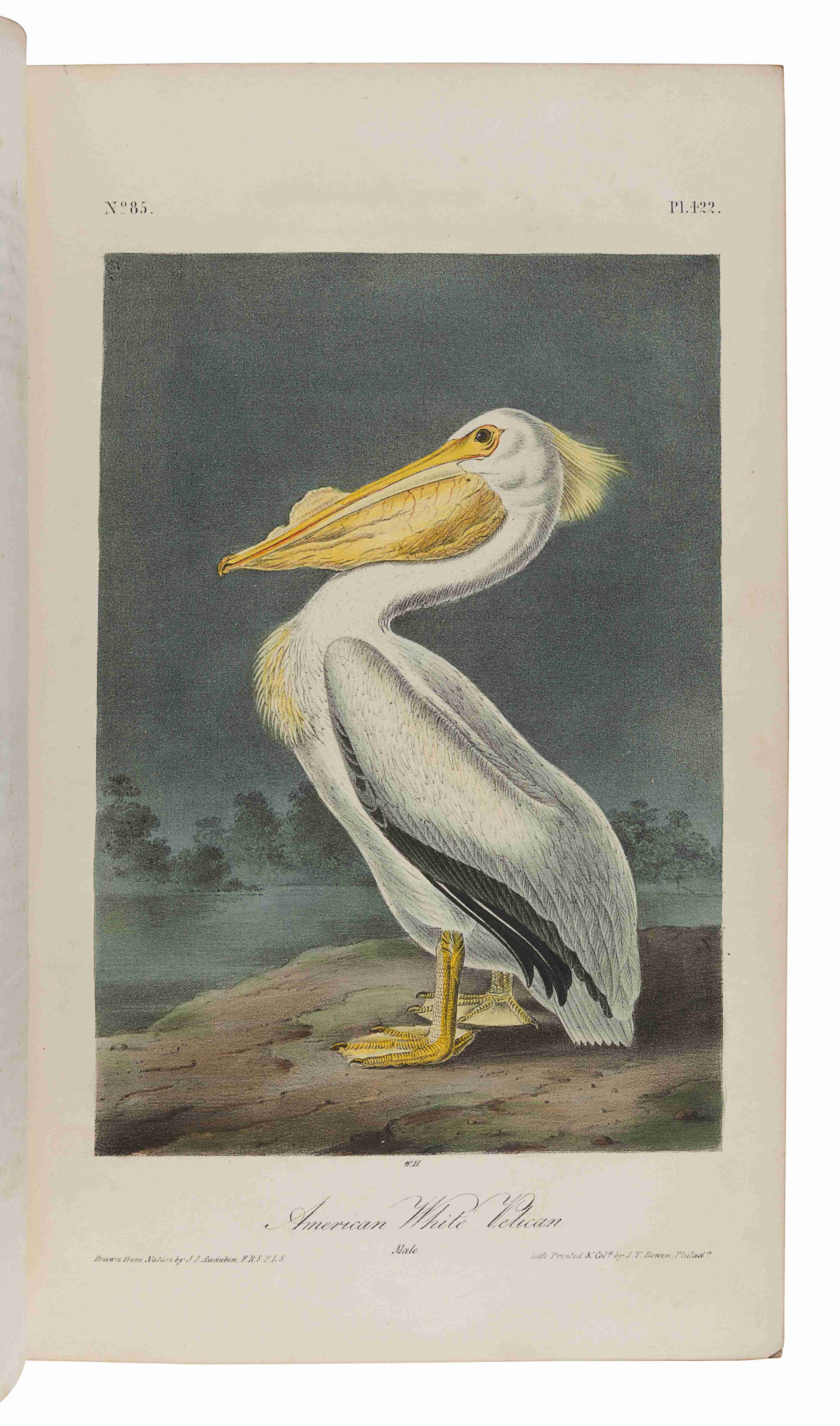 AUDUBON, John James (1785-1851). The Birds of America, from Drawings Made in the United States and t - Image 2 of 7