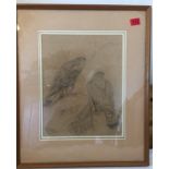 Archibald Thorburn signed Pencil Drawing of 2 Birds of Prey - 16" x 12 3/4" actual drawing.