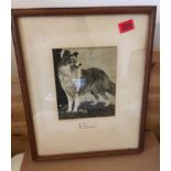 Warwick Reynold Etching of a Collie - 21.2cm x 17.3cm.