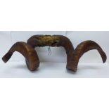 A set of rams horns