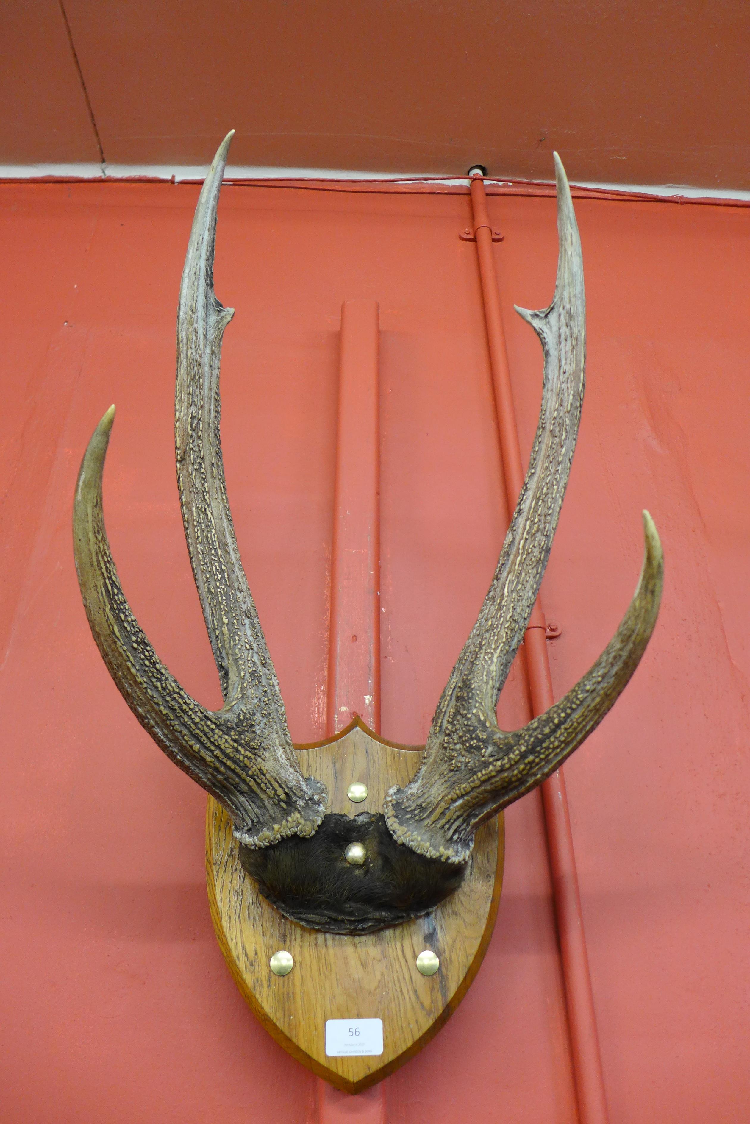 A mounted pair of deer antlers