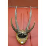 A mounted pair of deer antlers