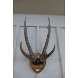 A mounted pair of deer antlers