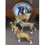 Four models of boxer dogs, one a/f, and a Danbury Mint plate, framed