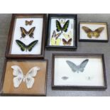 A collection of five framed and mounted butterflies