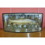 A taxidermy fish, Brown Trout, 9lb 1oz, Caught by M. Sheffield, cased