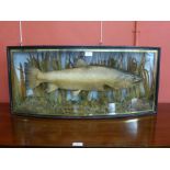 A taxidermy fish, Brown Trout, 9lb 1oz, Caught by M. Sheffield, cased