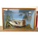 A cased taxidermy mallard