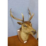 A mounted taxidermy stag's head