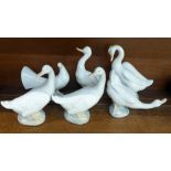 Five Nao models of geese and a dove