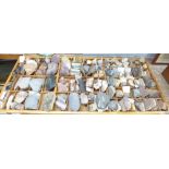 A collection of fossils and geological specimens