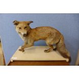 A taxidermy fox