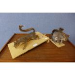 Two taxidermy grey squirrels