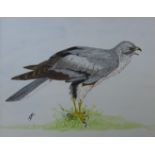 Ken Hammond, set of three studies of birds of prey, watercolour, framed