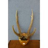 A pair of mounted deer antlers