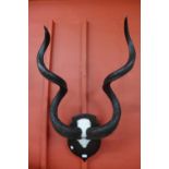 A pair of mounted African kudu antlers, 98cms h