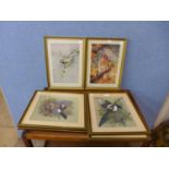 Six ornithological prints