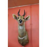 A taxidermy African antelope head and shoulder mount, 76cms h