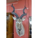 A large taxidermy African kudu adult bull head and shoulder mount, 163cms h