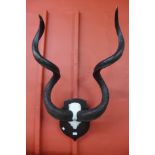 A pair of mounted African kudu antlers, 98cms h
