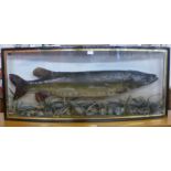 A Scottish taxidermy pike, Caught In Clunie Loch By W.L.M., Oct'r 22nd 1919. Weight 22lbs,