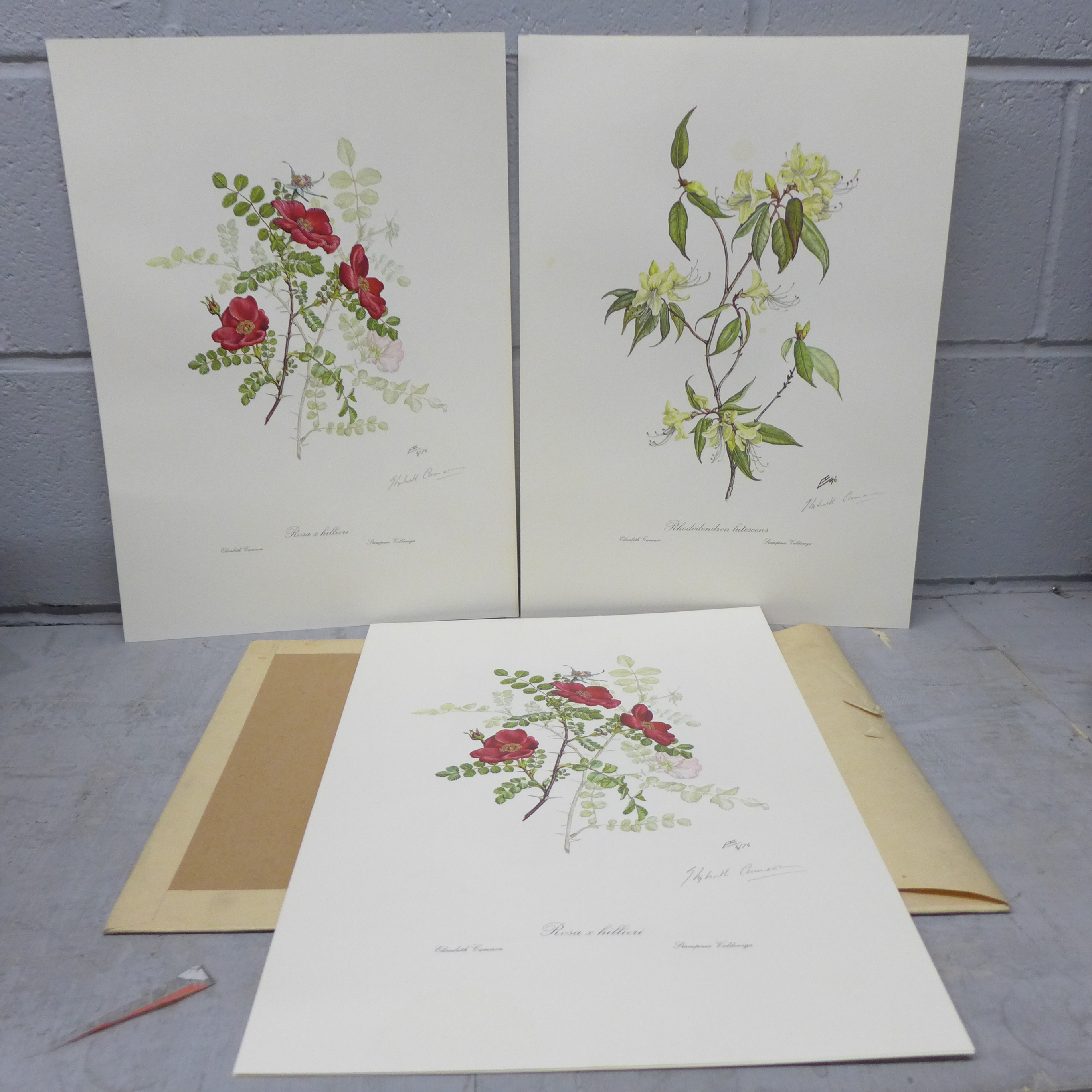 A collection of floral prints by Elizabeth Cameron, hand signed