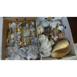 A collection of shells, coral and fossils, (four boxes)