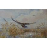 Chris Sinclair, Marsh Harrier, watercolour, framed, 38 x 59cms