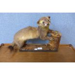 A taxidermy pine marten