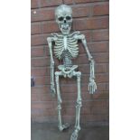 A child sized model skeleton, one leg a/f