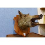 A mounted taxidermy boar's head